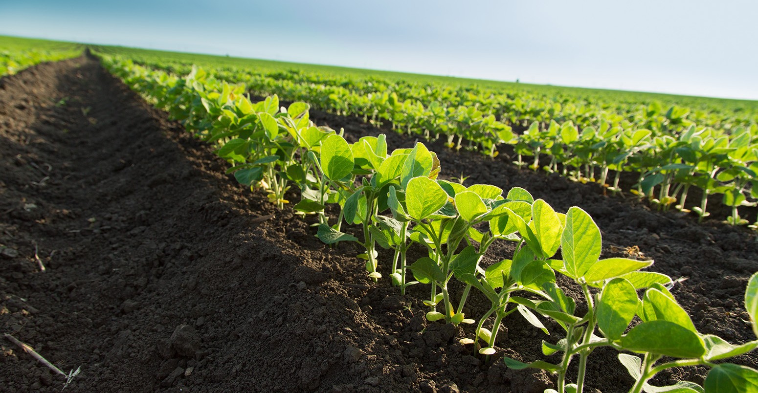 Green soybean plants in field.