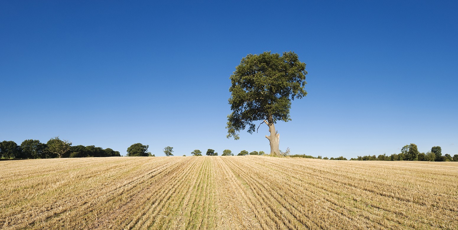 Parched arable farmland and tree