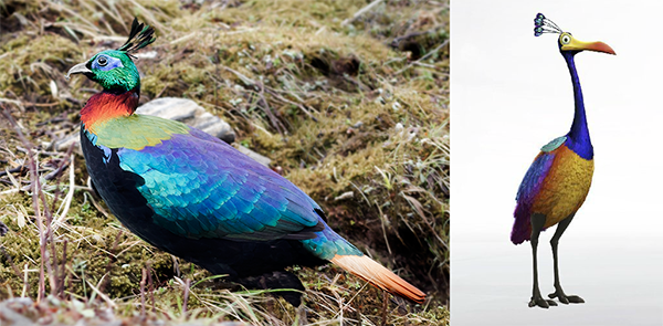 The Himalayan Monal was the inspiration behind 'Kevin' in the animated film 'Up'. 