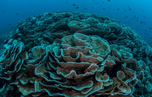 Warm sea surface temperatures have caused foliose corals in the western Pacific to begin to bleach
