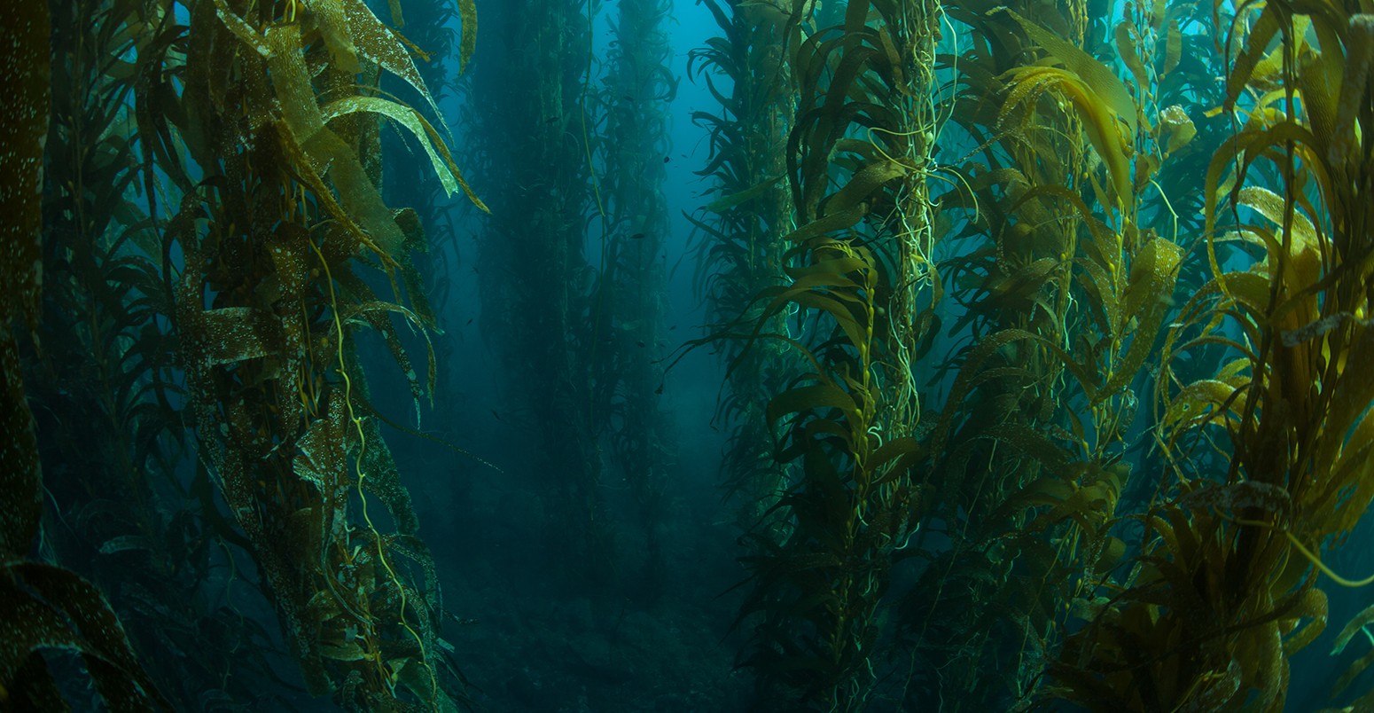 Giant kelp grows in a thick underwater forest near the Channel Islands in California