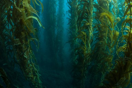 Giant kelp grows in a thick underwater forest near the Channel Islands in California
