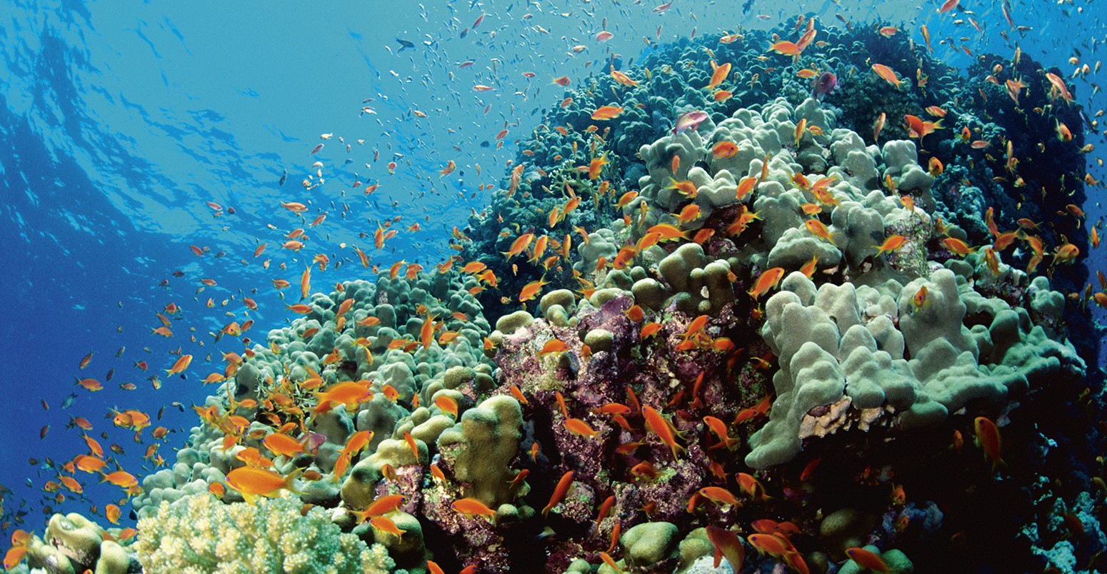 Fish in coral reef