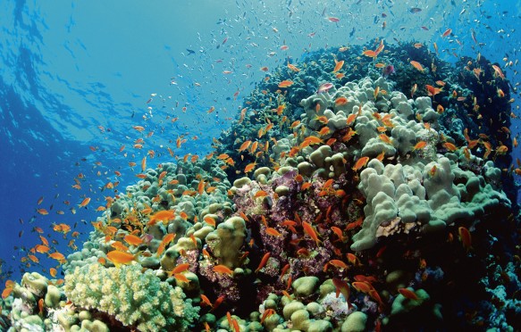 Fish in coral reef