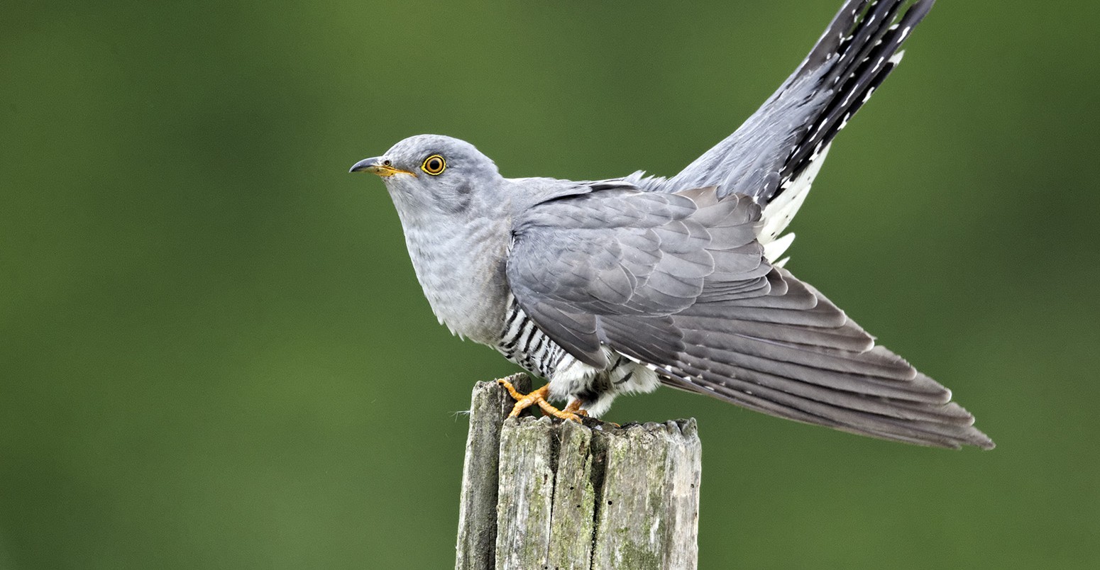 A cuckoo on a post in the Midlands, UK