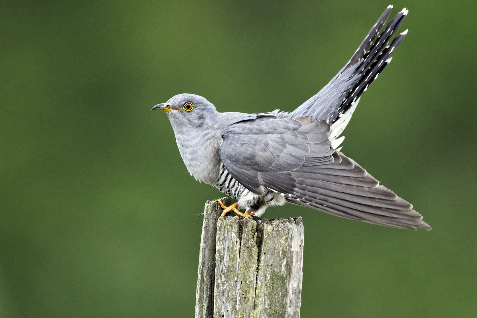 iconic british birds and wildlife at risk from climate iconic british birds and wildlife at risk from climate