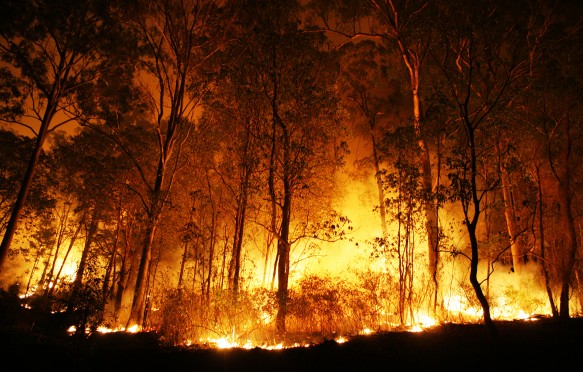 Bushfire burning at night