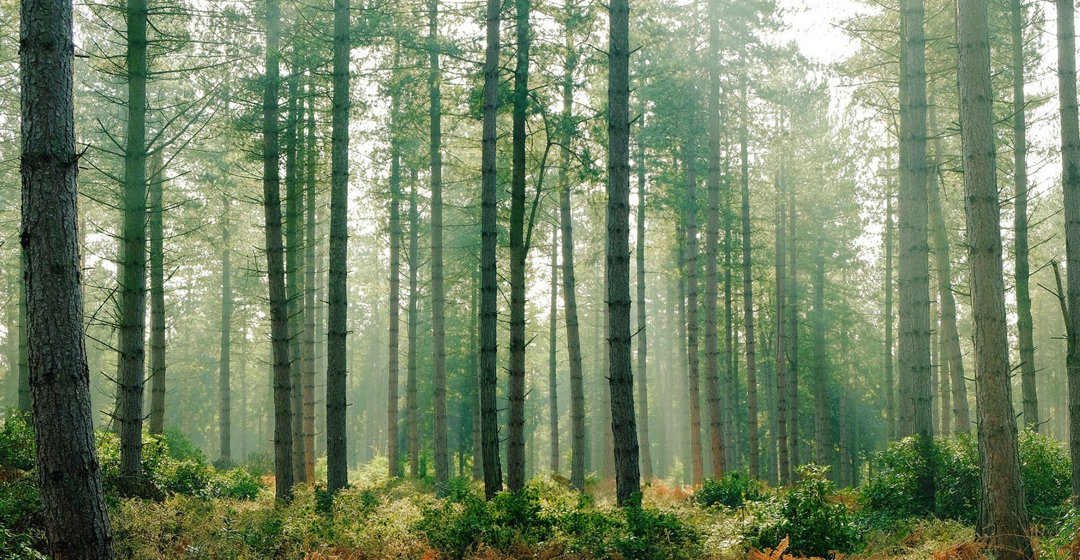 Winter sun in Stonor Forest, England