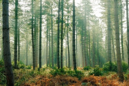 Winter sun in Stonor Forest, England
