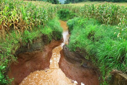 Soil erosion through a field of maize