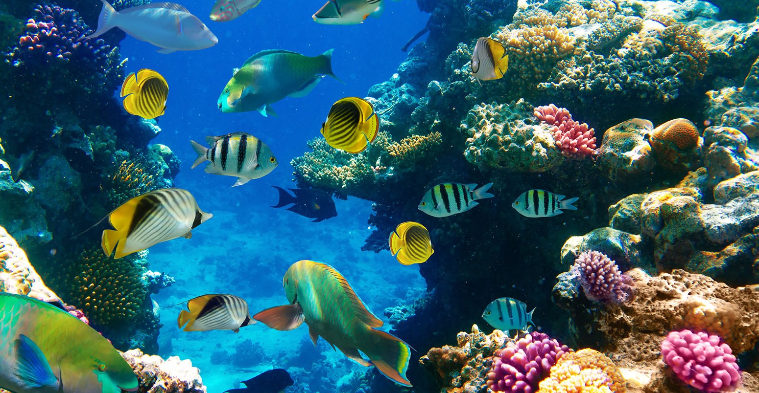 Fish swim around a coral colony on a reef in Egypt