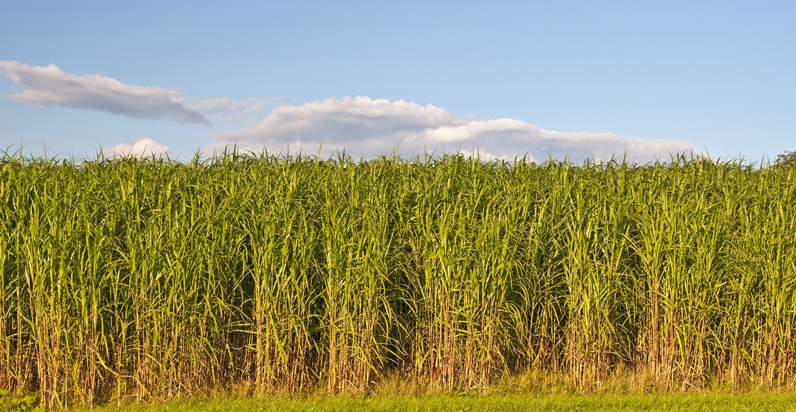 Switchgrass, a biomass crop for ethanol and butanol.