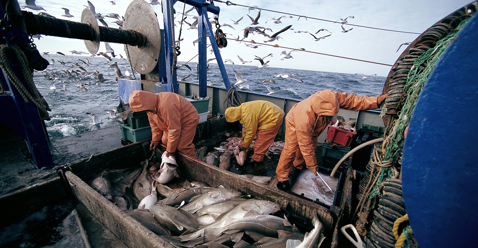 The contrasting fortunes of Atlantic cod in warming oceans - Carbon Brief