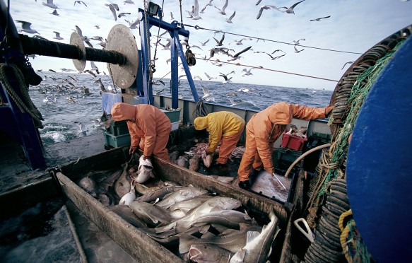 Fishermen Cleaning Atlantic Cod