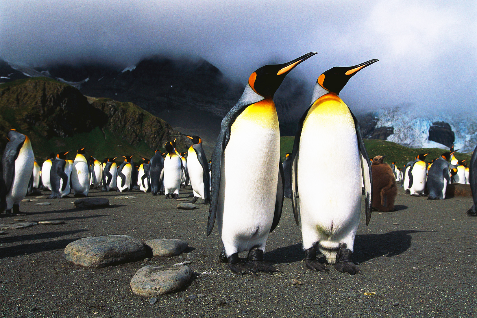King Penguin on Macquarie Island., King Penguin in front of…