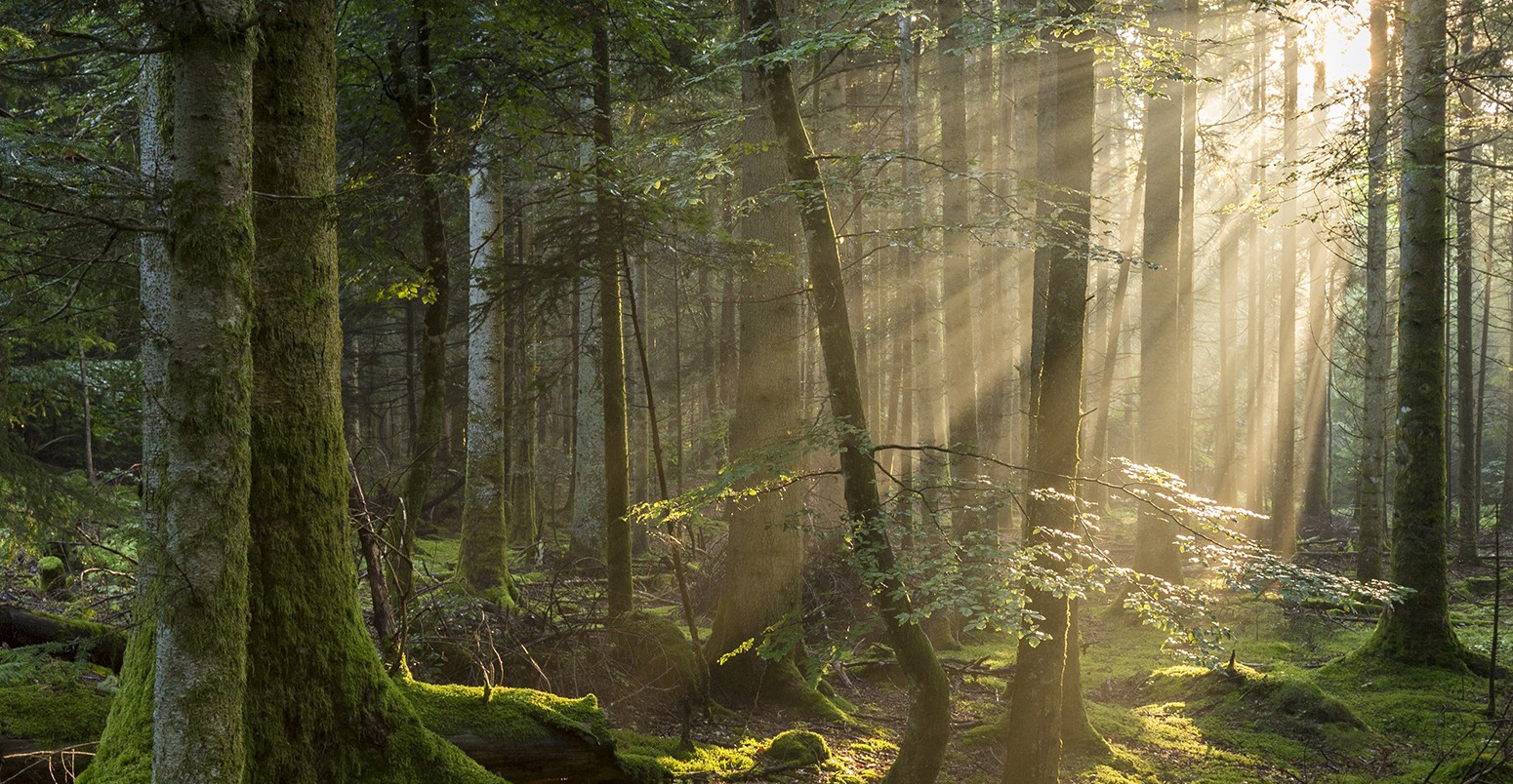 Forest in Puy de Dome, Parc Naturel Regional des Volcans d'Auvergne