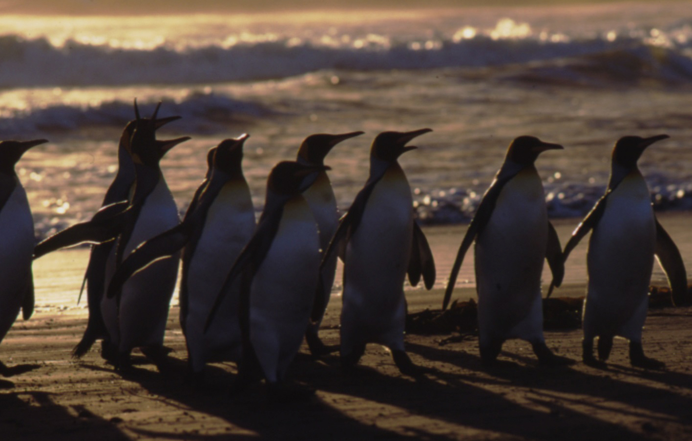 Climate change ‘a serious threat’ to king penguins, study warns ...