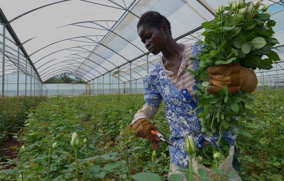 African women in the greenhouses select roses for export to Europe, which provide employment to 800 farmers, in Lusaka Zambia