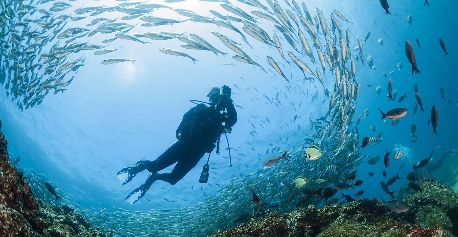 School of Black-Striped Salema