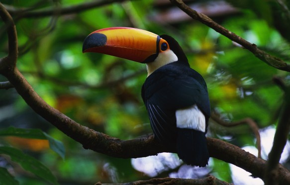 Toucan, IguaÁu National Park, Argentina, Brazil
