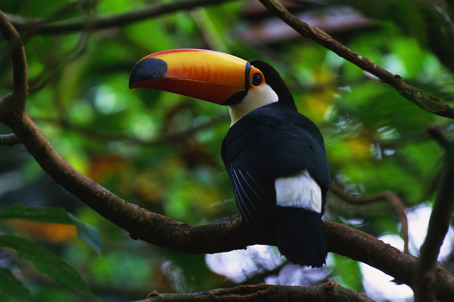 Poaching could reduce carbon storage of tropical forests ...