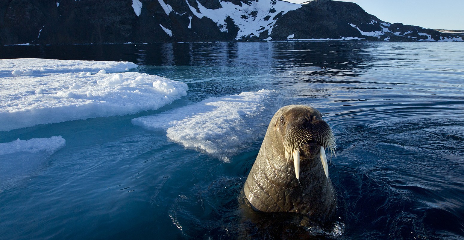 Walrus, Svalbard, Norway