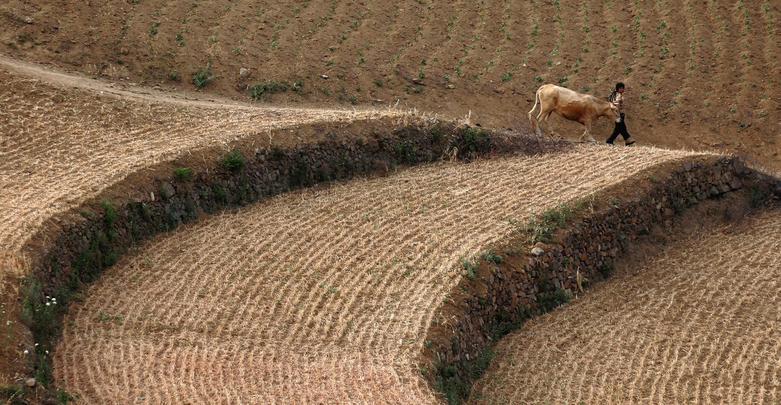 A farmer walks in a field on the outskirts of Luoyang, central China's Henan province