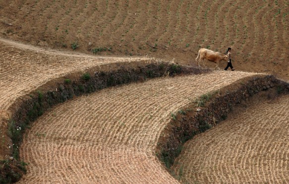 A farmer walks in a field on the outskirts of Luoyang, central China's Henan province