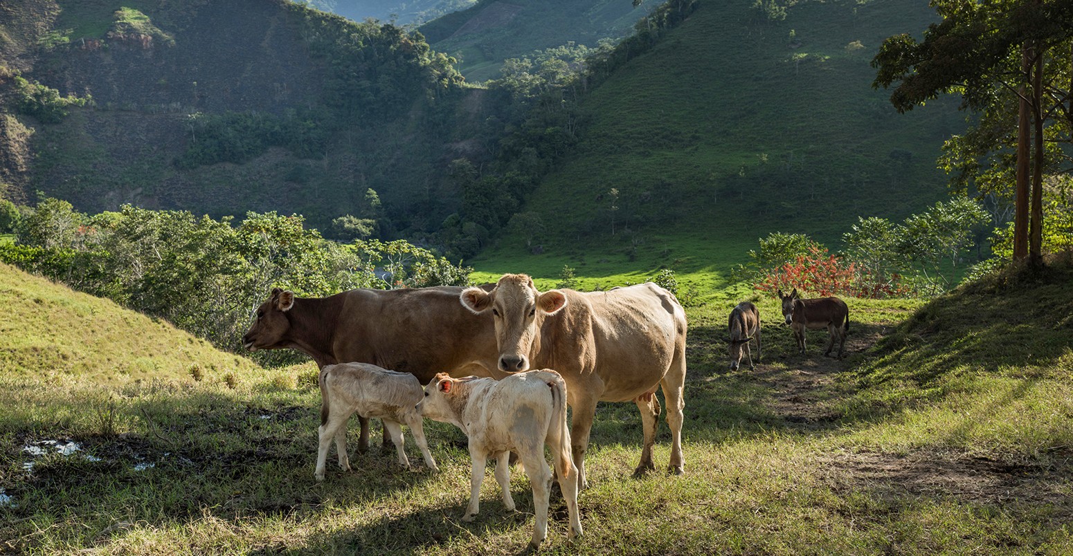 Cows in Pozuzo, city of the amazon rain forest.