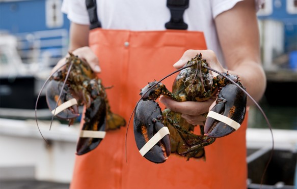 Man showing lobster, Portland, Maine, USA