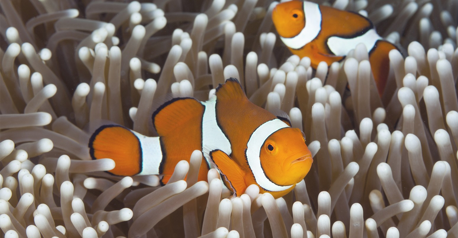 Clown Anemonefish, Australia