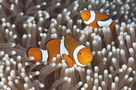 Clown Anemonefish, Australia