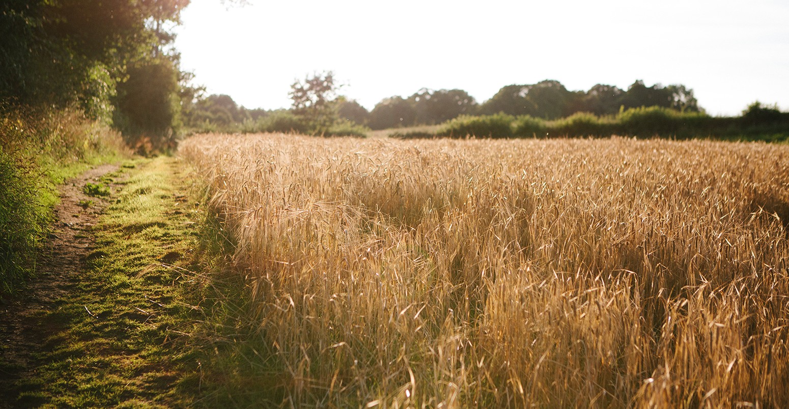 Dirt track and wheat field at sunset