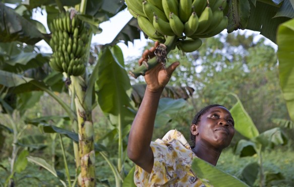 Uganda - Organic farming - Farmer checking Matoke crop