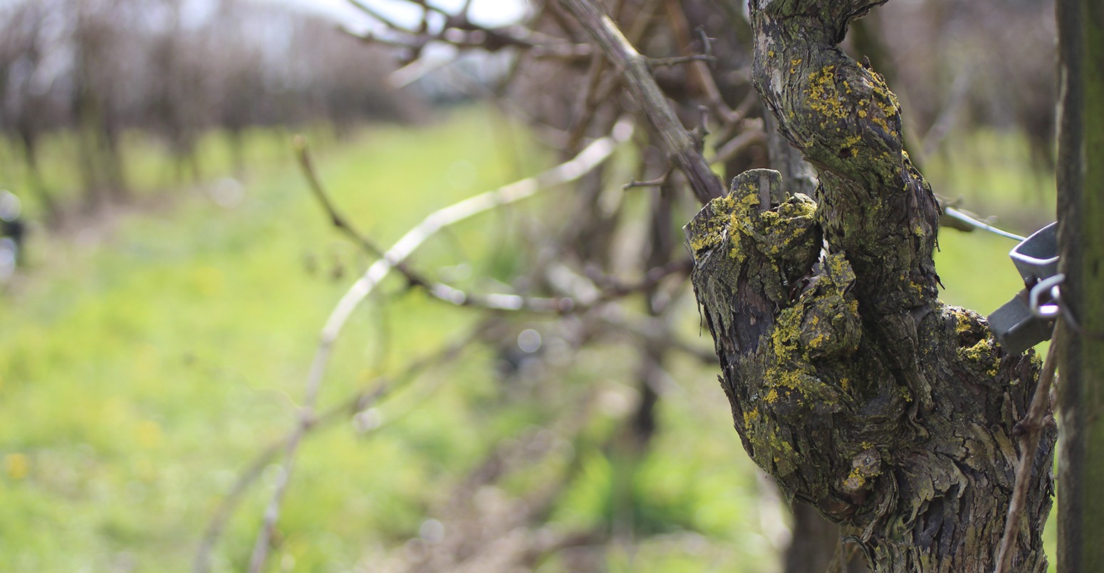 Vine in Denbies wine estate, near Dorking, England