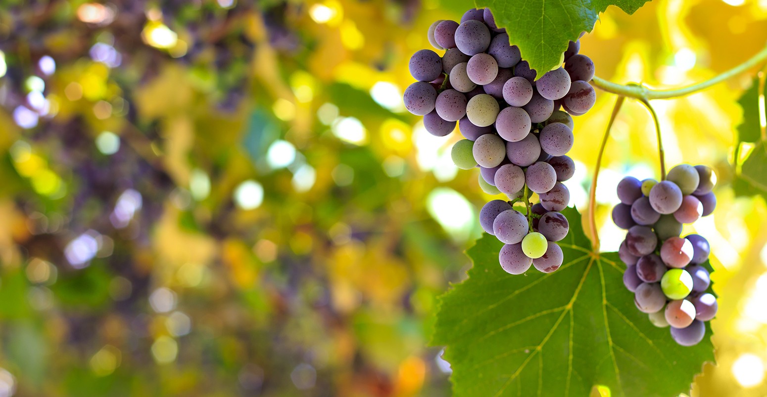 Red grapes in the vineyard with boke