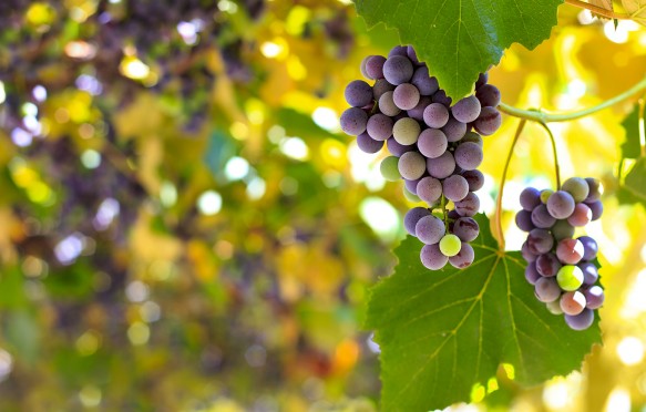 Red grapes in the vineyard with boke