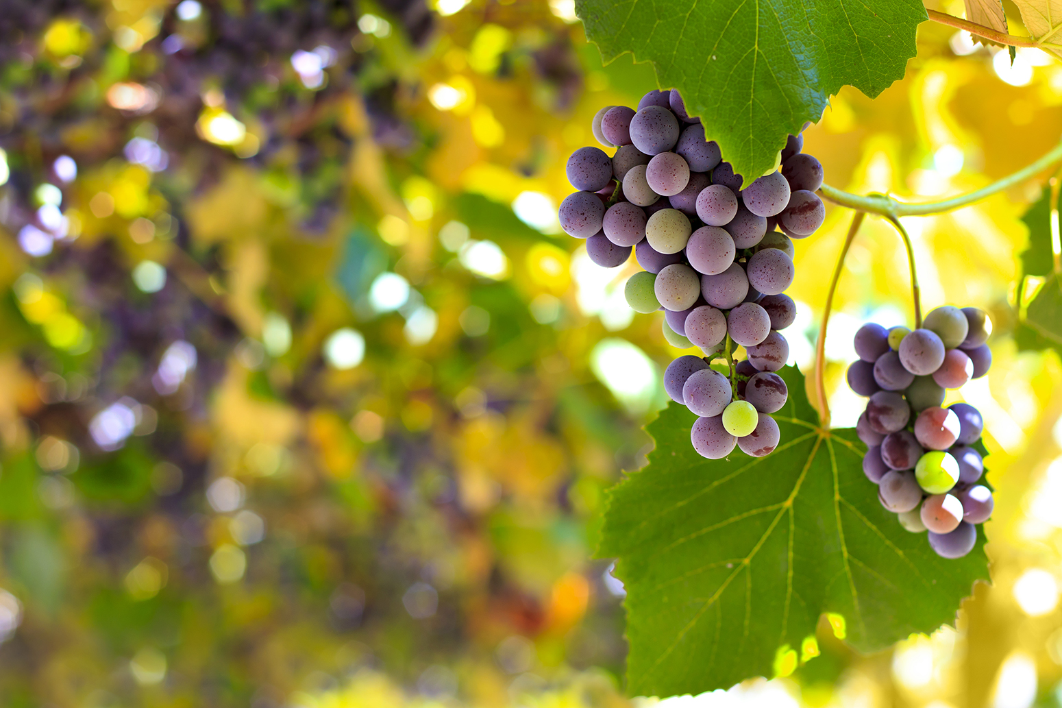 Climate change brings early grape harvests for French wine Carbon Brief