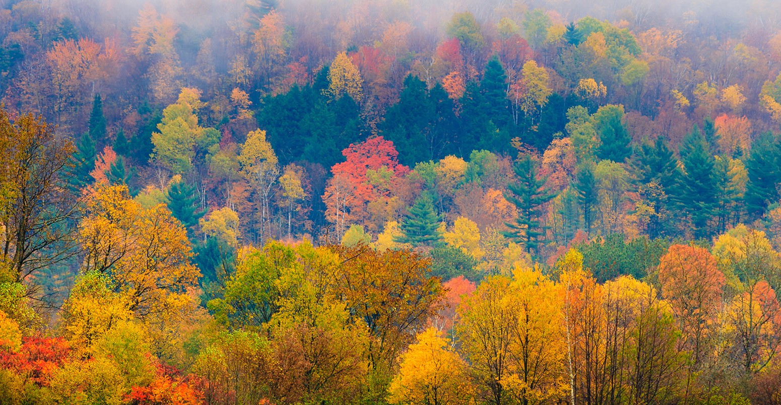 Field of trees during fall foliage, Stowe Vermont, USA