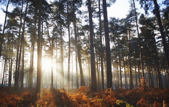 Sunlight through winter forest in Surrey, England