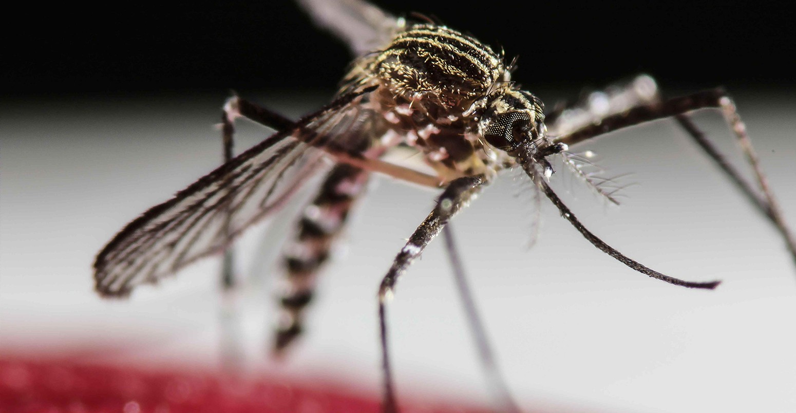 Aedes aegypti mosquito in San Jose, Costa Rica.