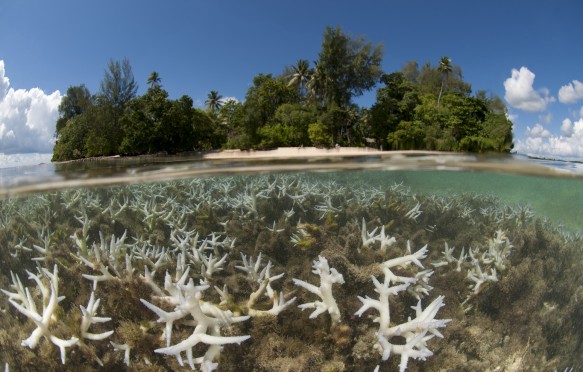 Shallow bleaching corals, split level with the island, Lissenung, New Ireland, Papua New Guinea,