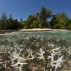 Shallow bleaching corals, split level with the island, Lissenung, New Ireland, Papua New Guinea,