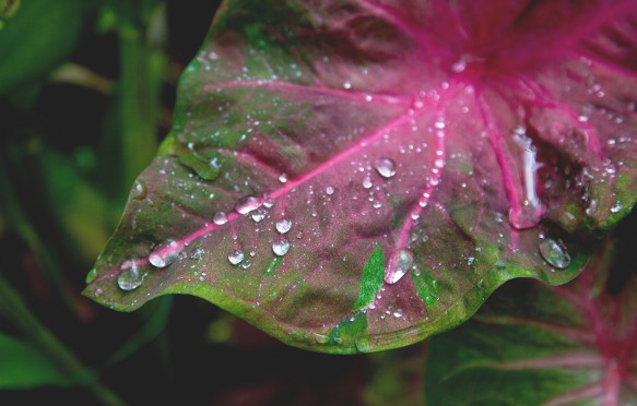 Raindrops on leaf, Oahu, Hawaii, USA