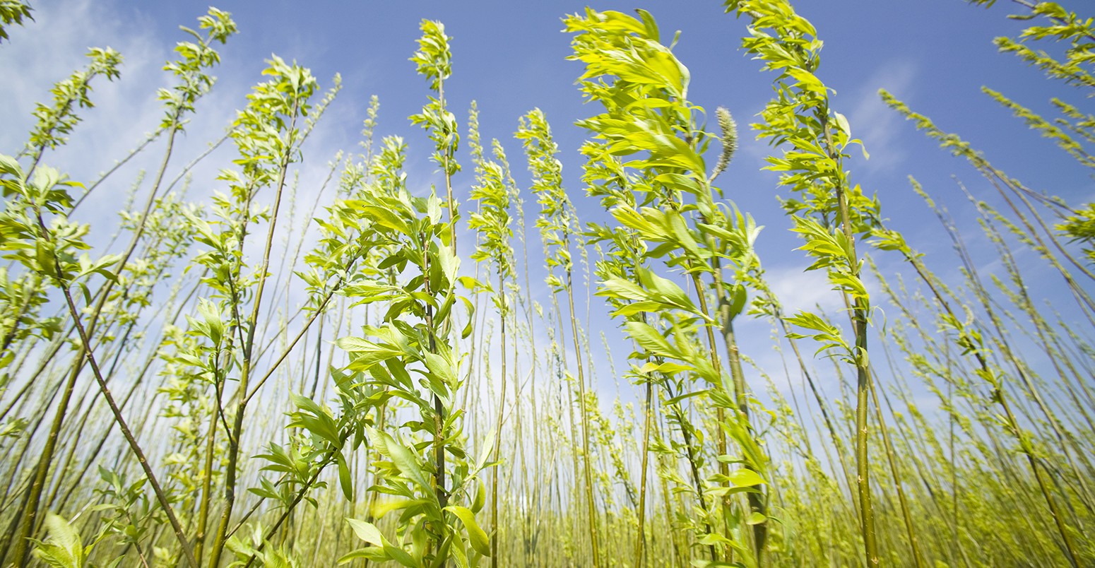 Willow Grown To Supply Steven's Croft Biomass Power Station