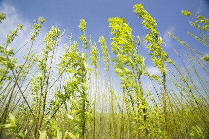 Willow Grown To Supply Steven's Croft Biomass Power Station