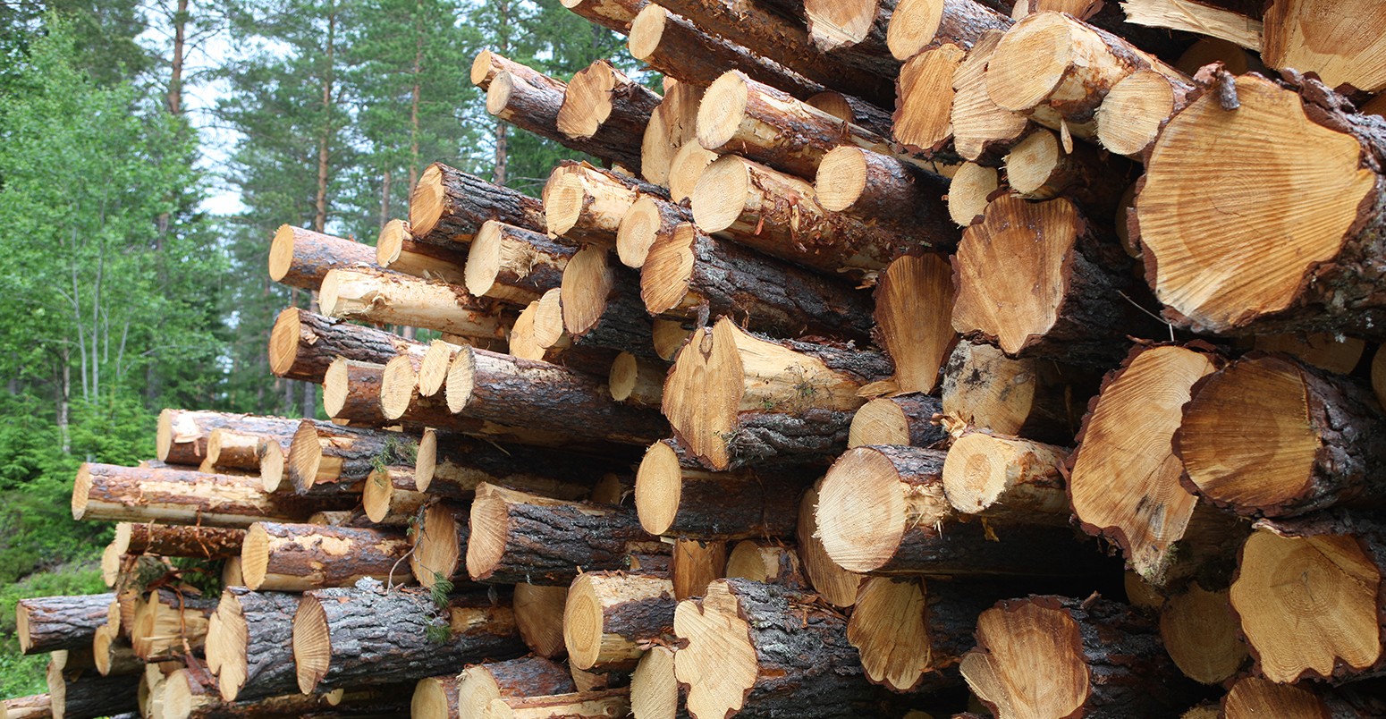 Pine logs stacked for collection, Sweden.