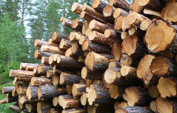 Pine logs stacked for collection, Sweden.