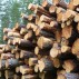 Pine logs stacked for collection, Sweden.