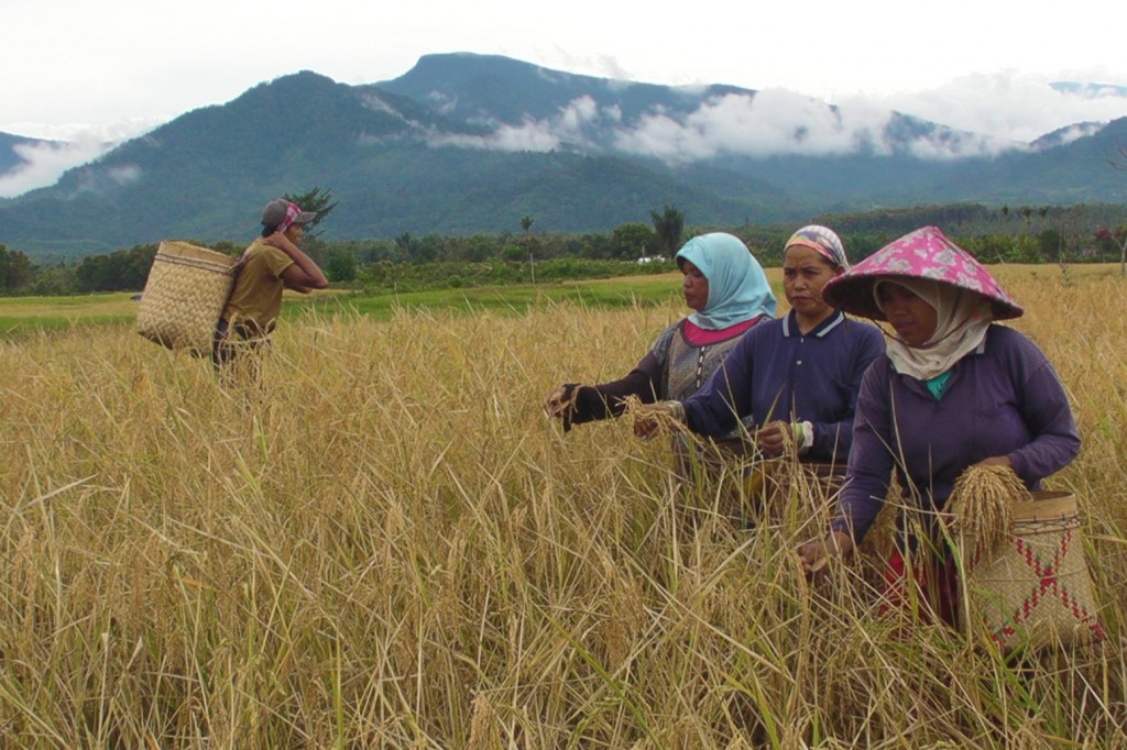 Women harvest rice in the remote village of Tanjung Alam ('Corner of Nature') in the highlands of Jambi Province, Sumatra.